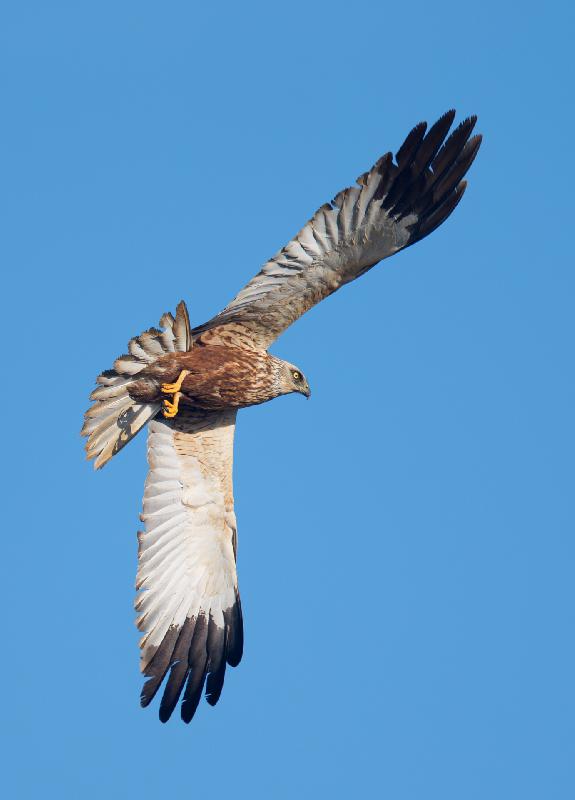 Rohrweihe (m) sucht Nahrung