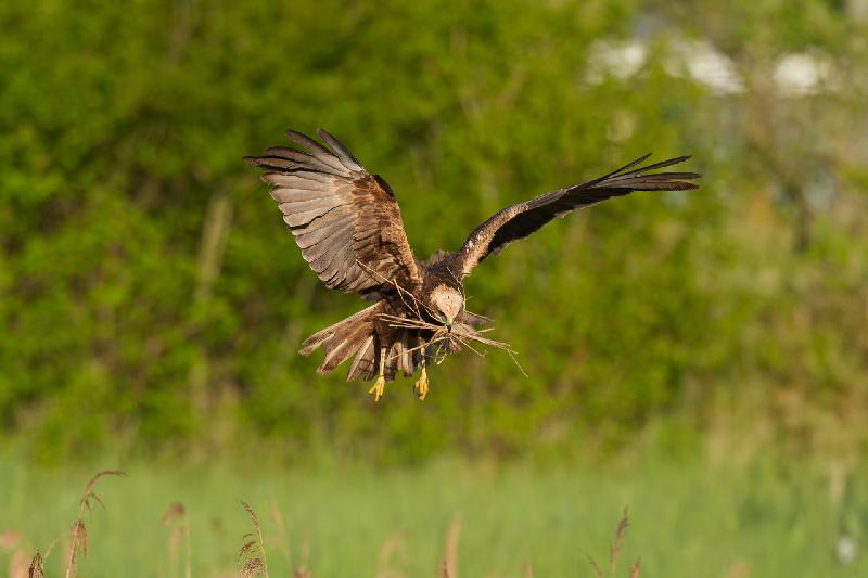 Rohrweihe (w) beim Nestbau