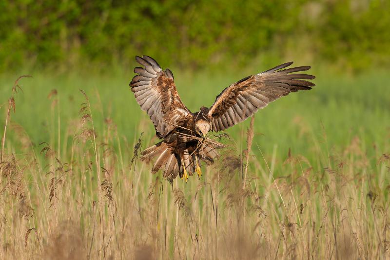 Rohrweihe (w) beim Nestbau
