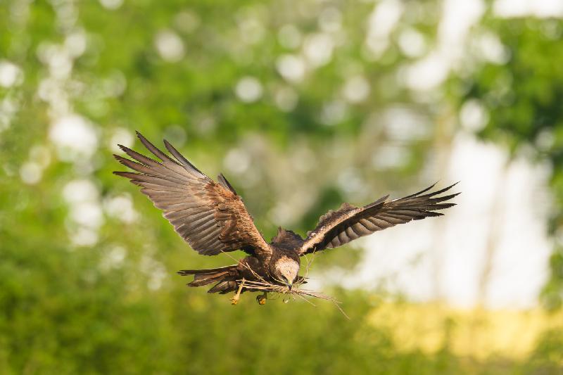 Rohrweihe (w) beim Nestbau