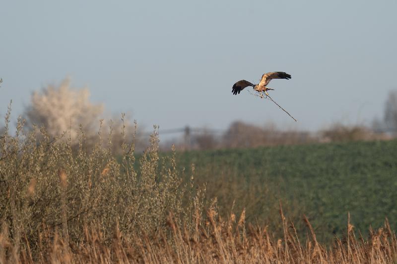 Rohrweihe beim Nestbau