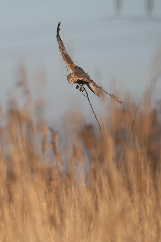 Rohrweihe beim Nestbau