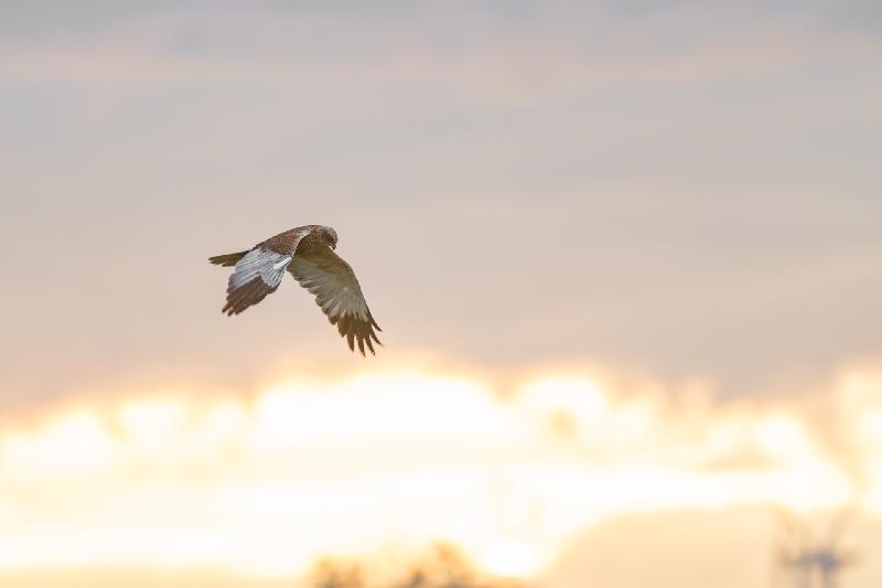Rohrweihe im Morgenlicht