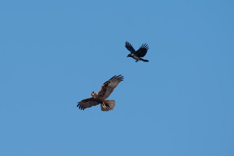 Rohrweihe und Krähe im Luftpkampf