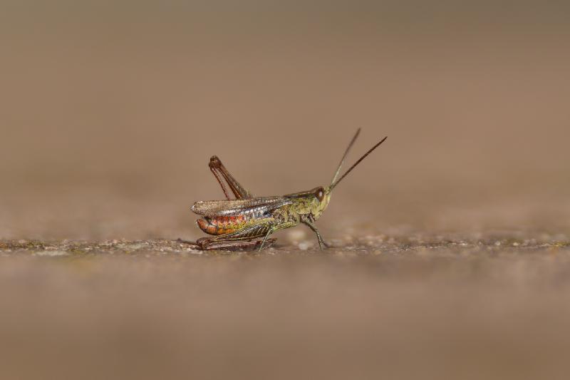 Rote Keulenschrecke