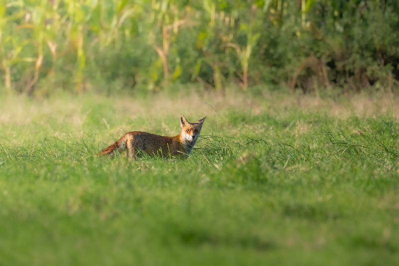 Rotfuchs am Morgen