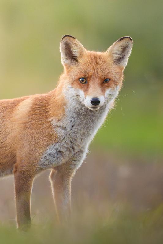 Rotfuchs am frühen Morgen