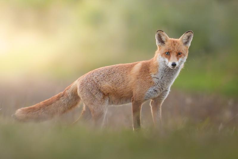 Rotfuchs am frühen Morgen