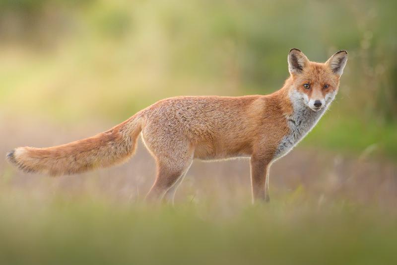 Rotfuchs am frühen Morgen