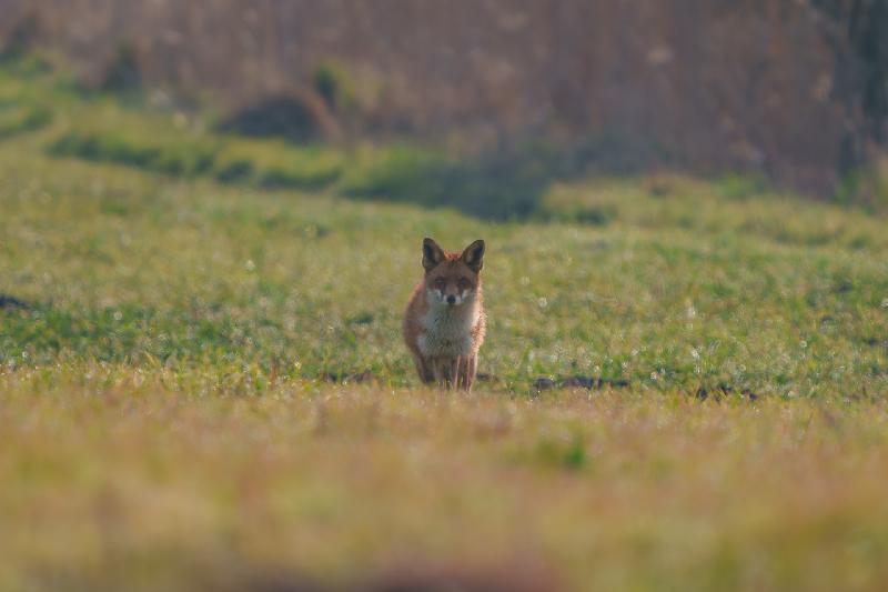 Rotfuchs auf einem Feld Bei Wismar
