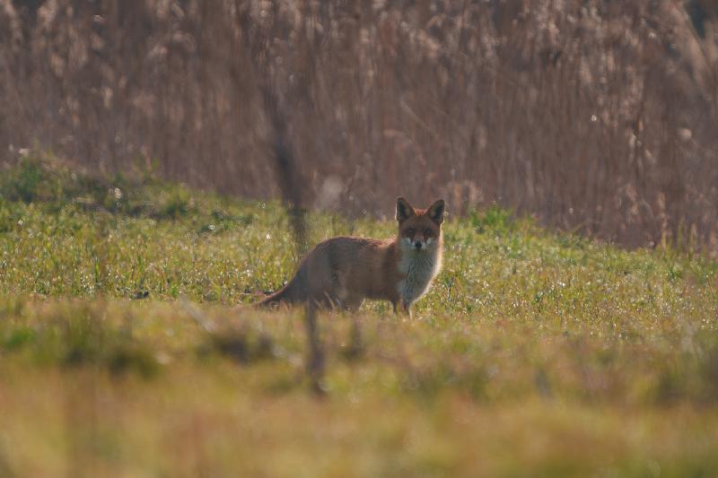 Rotfuchs auf einem Feld Bei Wismar