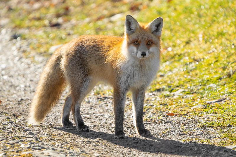 Rotfuchs im Harz