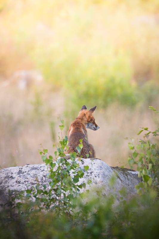 Rotfuchs wartet auf Beute
