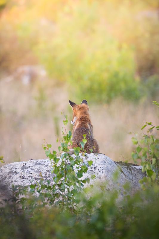 Rotfuchs wartet auf Beute