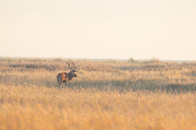 Rothirsch auf dem Darß