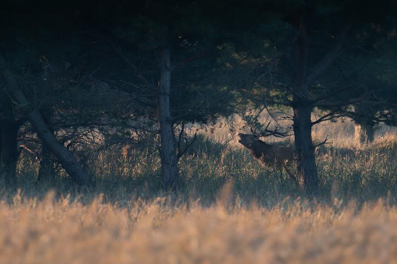 Rothirsch mit Kuh bei der Brunft