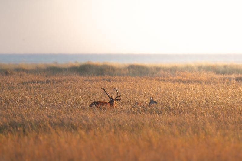 Rothirsch mit einer seiner Kühe