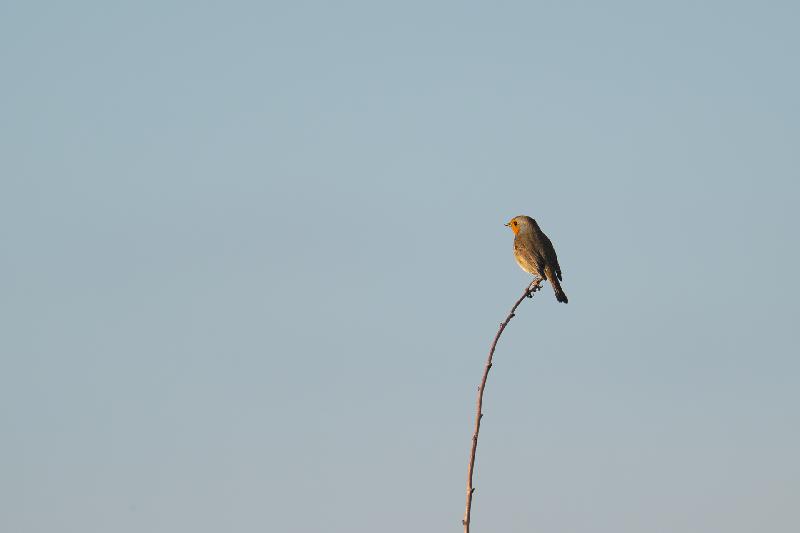 Rotkehlchen auf einem Zweig