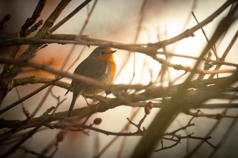 Rotkehlchen im Gegenlicht