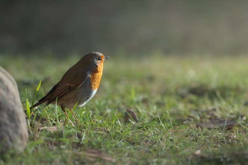 Rotkehlchen im Morgenlicht