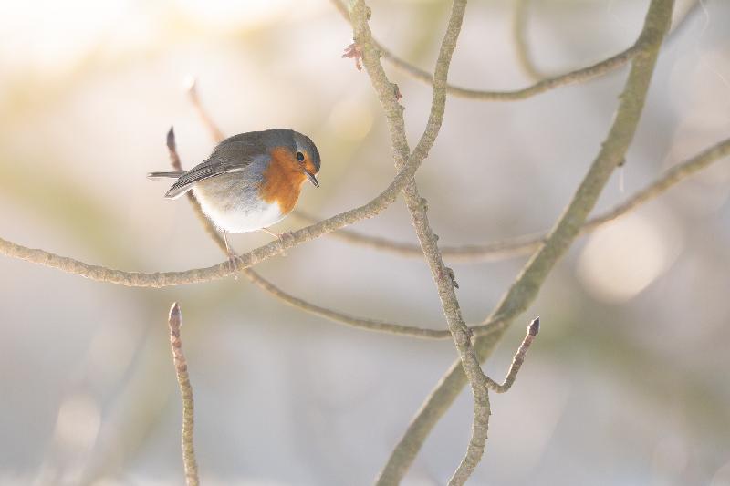 Rotkehlchen in einer Kastanie