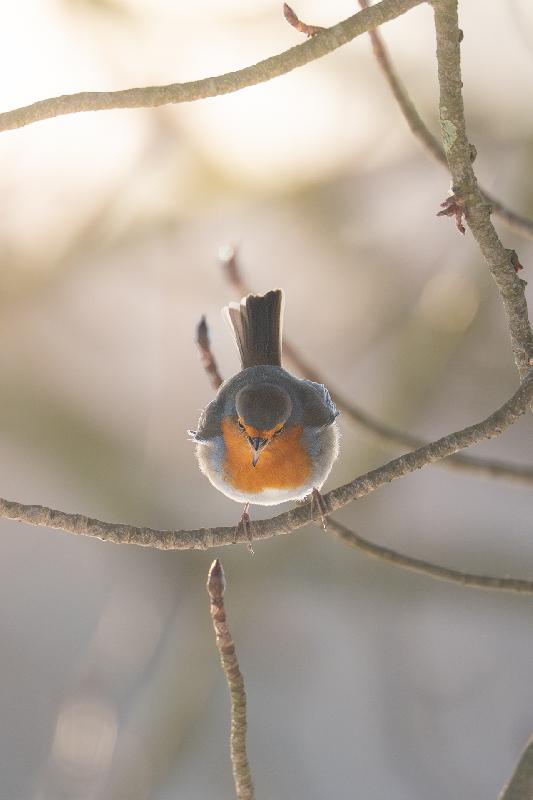 Rotkehlchen in einer Kastanie