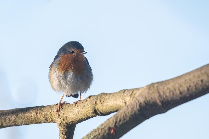 Rotkehlchen in einer Kastanie