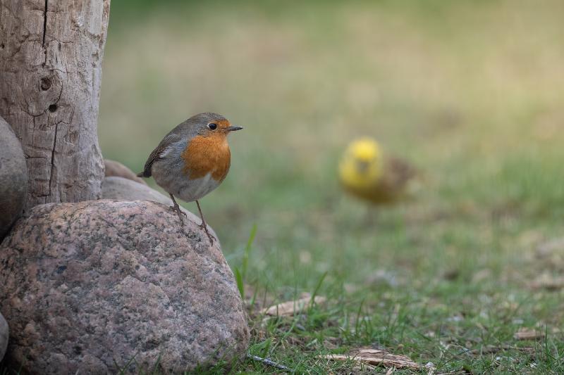 Rotkehlchen und Goldammer