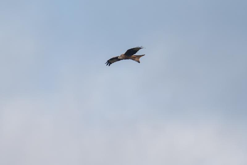 Rotmilan auf Beutesuche