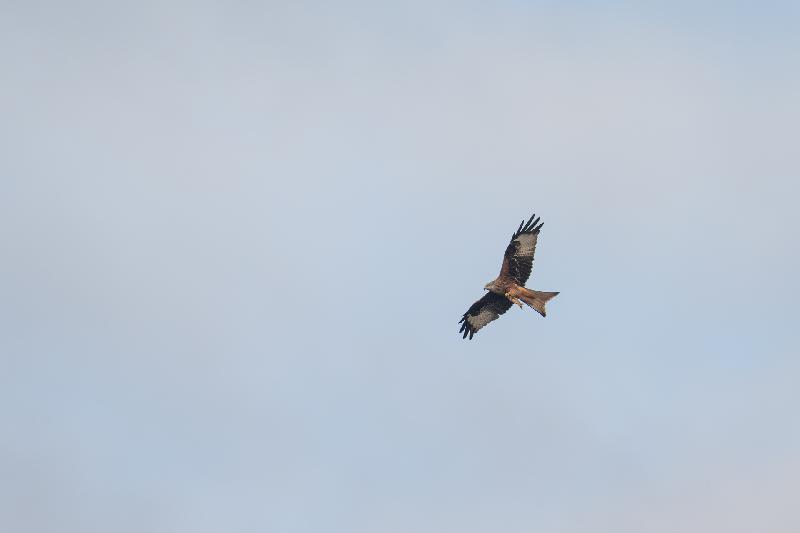 Rotmilan auf Beutesuche