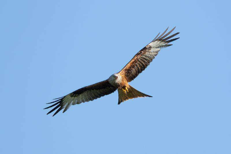 Rotmilan auf Beutezug
