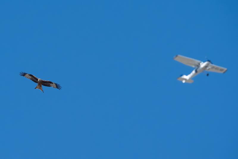 Rotmilan mit Flugzeug