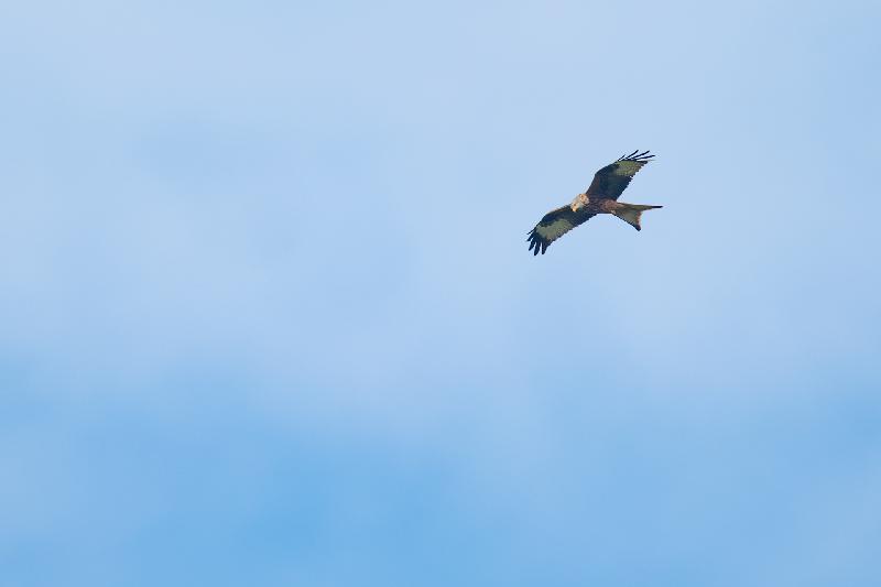 Rotmilan sucht Beute