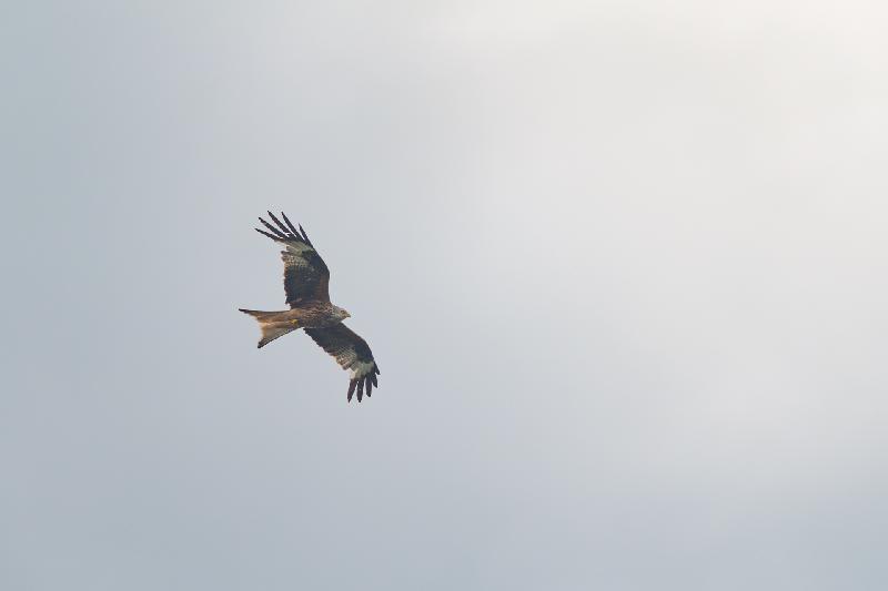 Rotmilan über Wismar