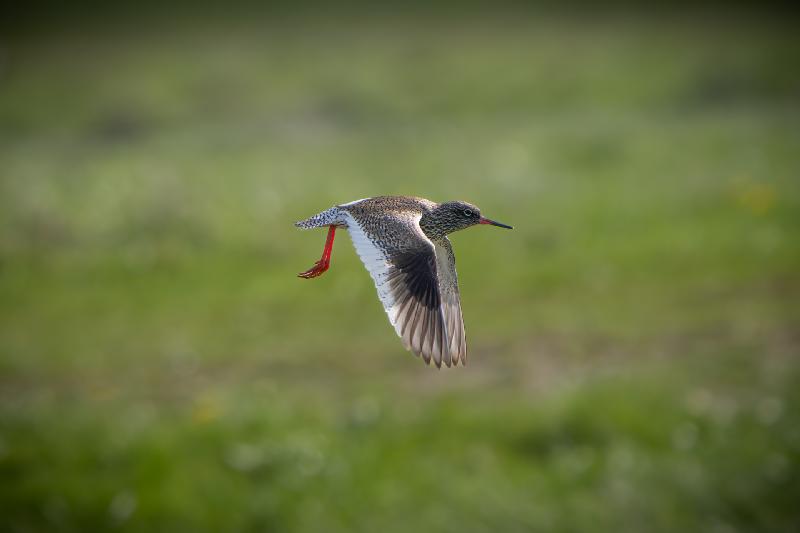 Rotschenkel im Flug