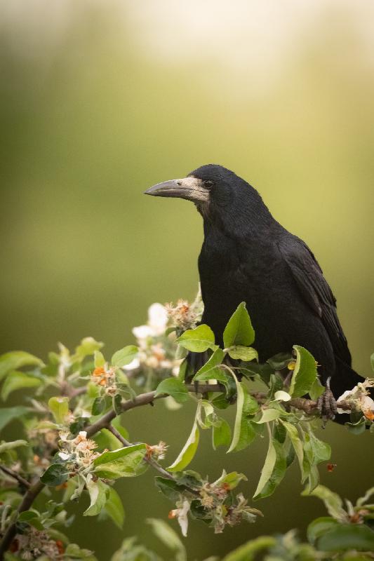 Saatkrähe im Apfelbaum
