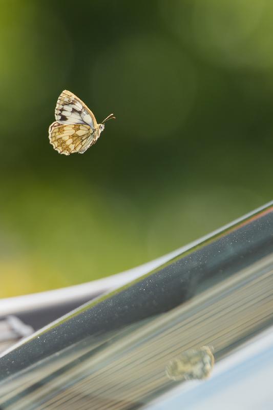 Schachbrettfalter im Flug