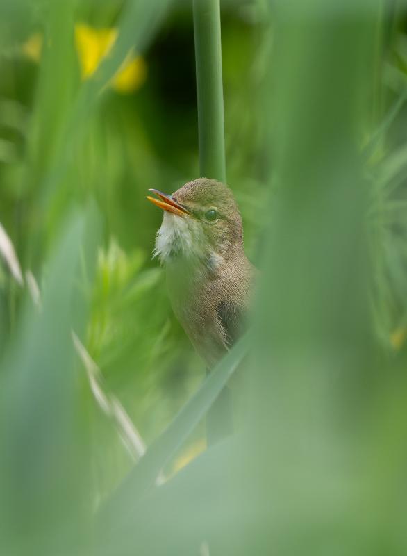 Schilfrohrsänger