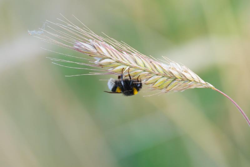 Schlafende helle Erdhumnmel