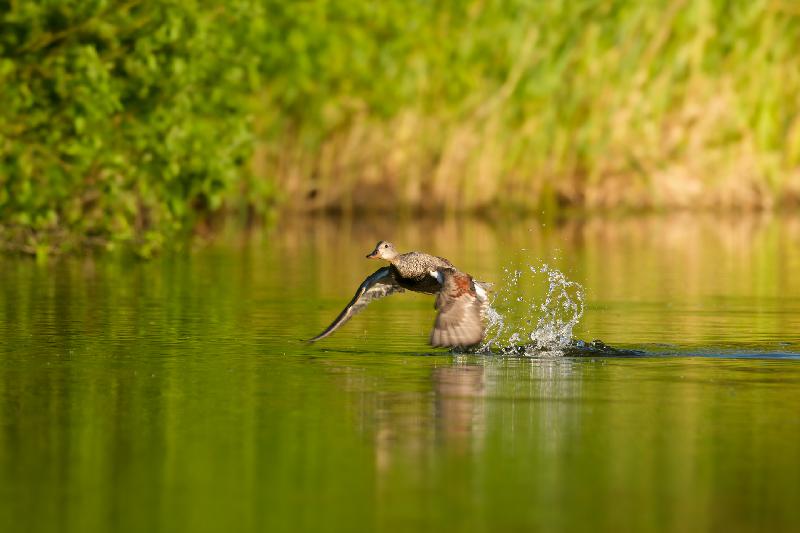 Schnatterente hebt ab