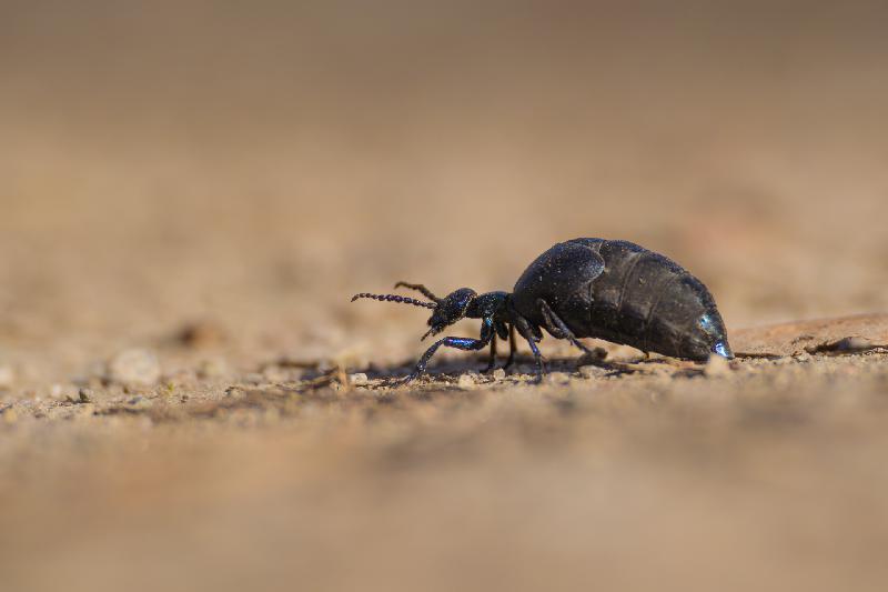 Schwarzblauer Ölkäfer