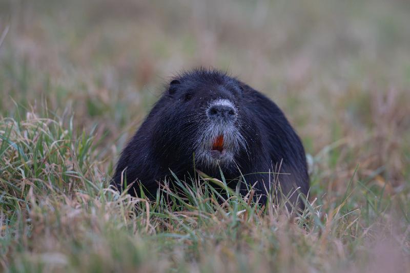 Schwarzes Nutria