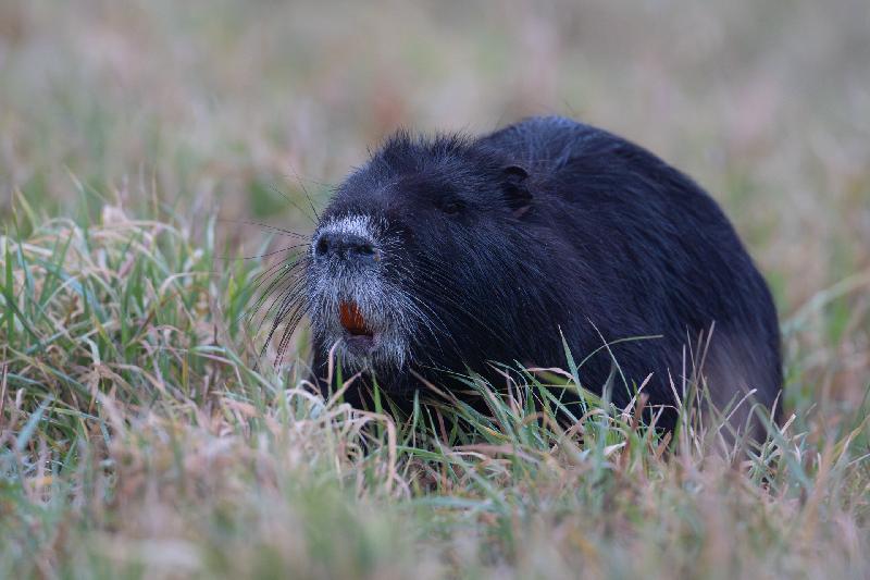 Schwarzes Nutria