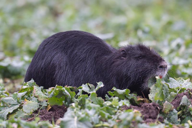 Schwarzes Nutria