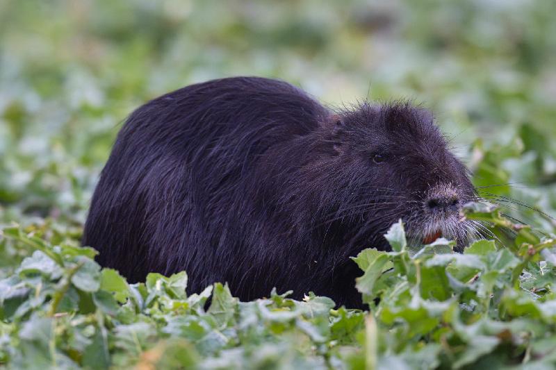 Schwarzes Nutria