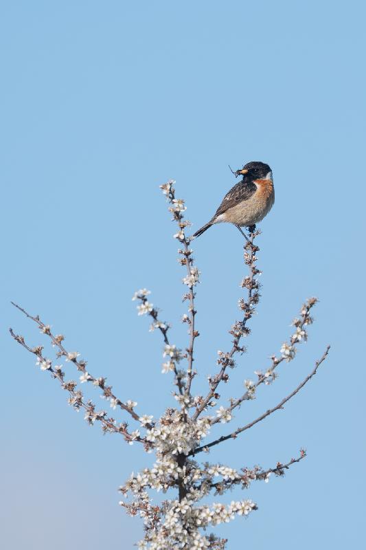 Schwarzkehlchen mit Spinne