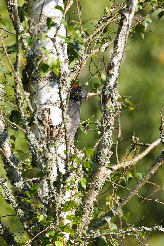 Schwarzspecht in Birke
