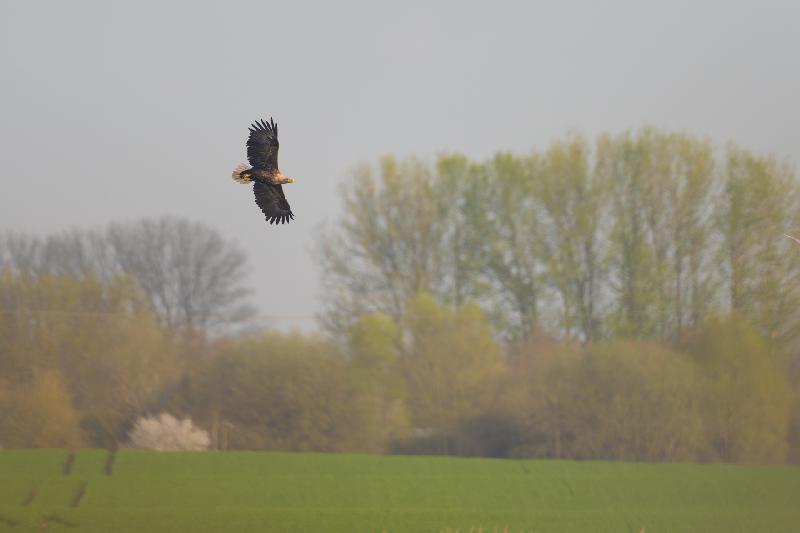 Seeadler am Fischteich