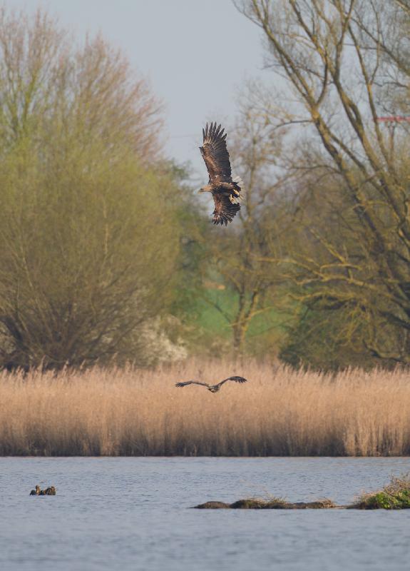 Seeadler am Fischteich