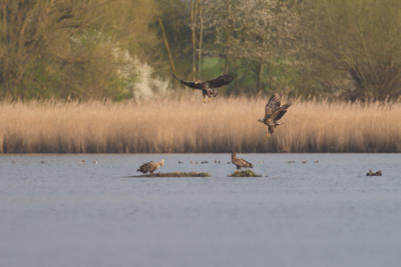 Seeadler am Fischteich